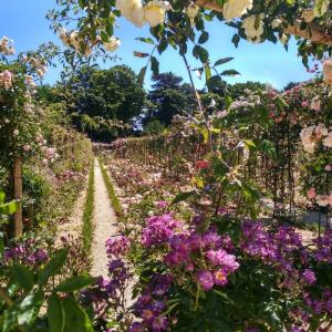 Visite guidée de la roseraie du Val-de-Marne